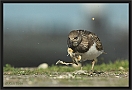 steenloper DSC_0089-01